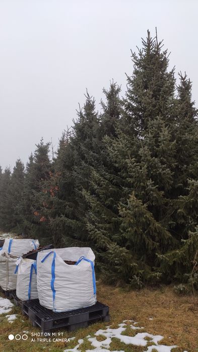 Świerk serbski Picea Omorika