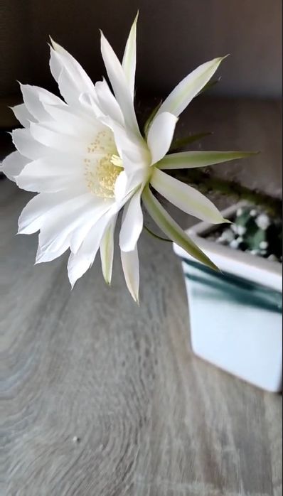 Кактус разом з горщиком