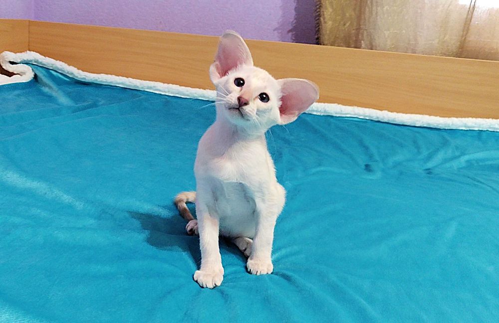 Орієнтали хлопчик Барс та дівчинка Бланш