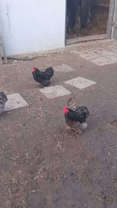 Sprzedam koguty kochima