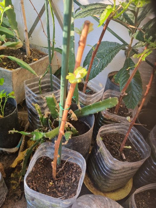 Planta videiras a florir