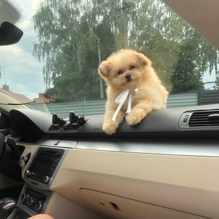 Помапу — Гарантовано закохаєтесь з першого погляду