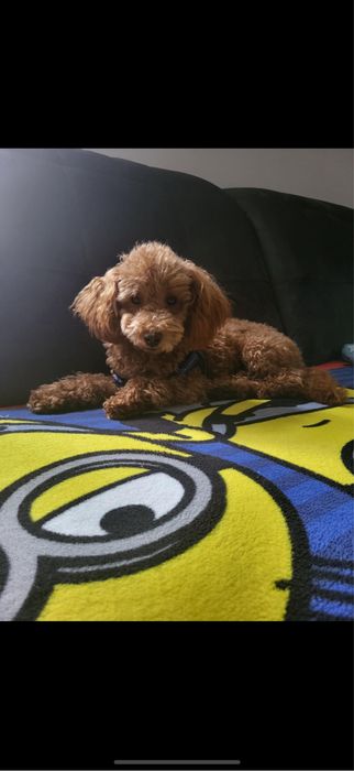 Cavapoo chłopak DO ODBIORU