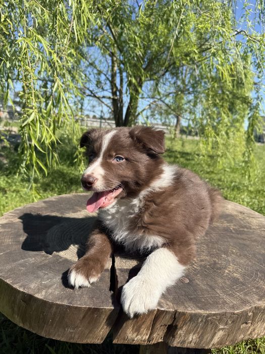 Border Collie Macho Chocolate