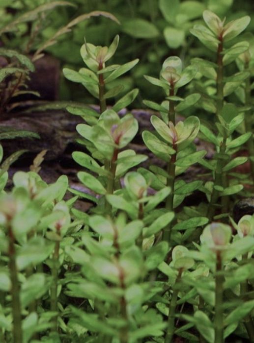Ammania/rotala bonsai