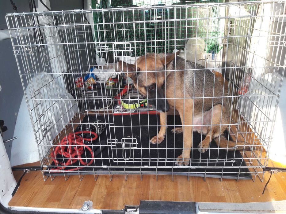 Transport, przewóz zwierząt domowych, psy, koty i inne.