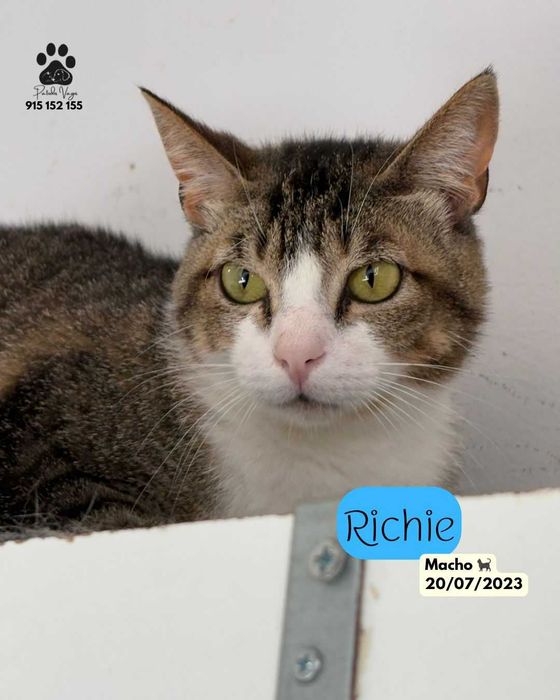 Gato para adoçao (Richie)
