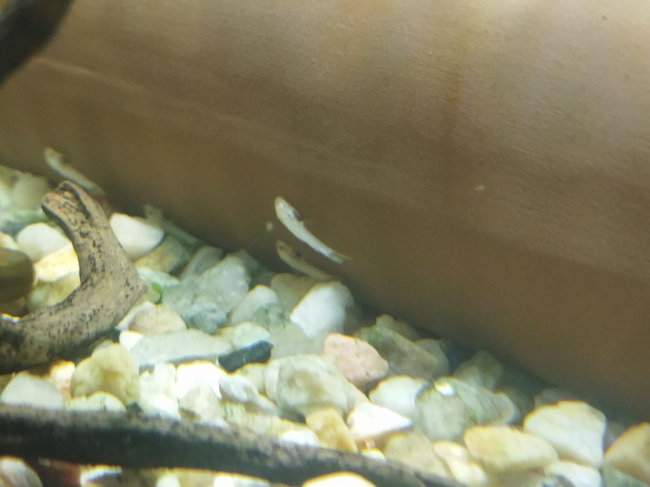 Ancistrus disponiveis