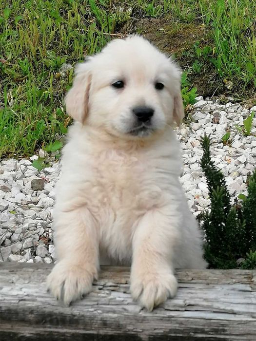 Sunia Golden Retriver