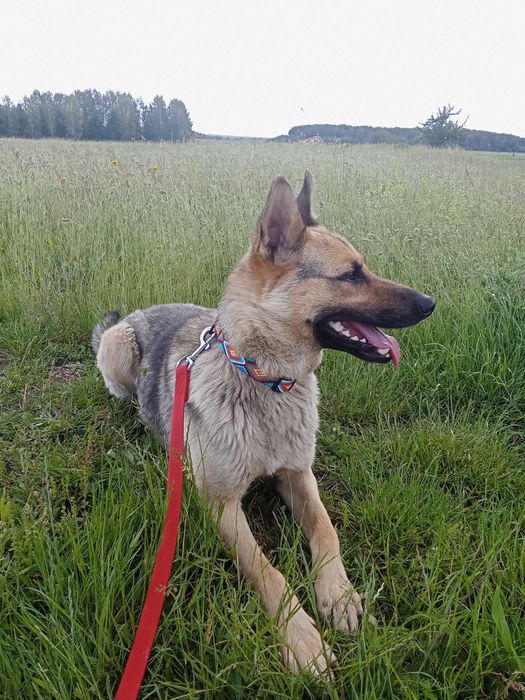 Метис вівчарки, відаєм безплатно!