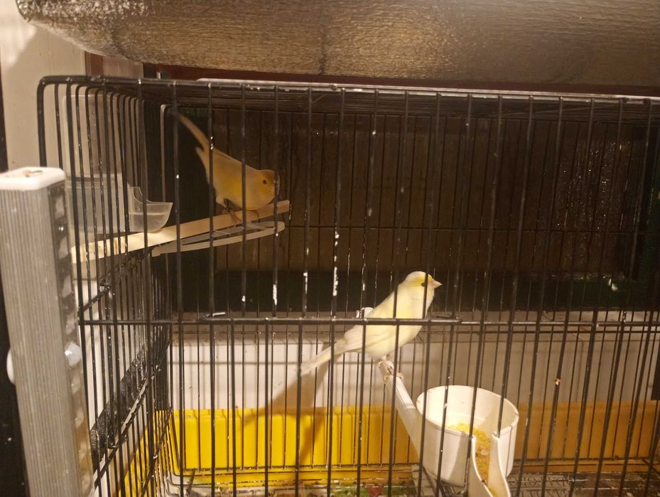 Canários vários casais