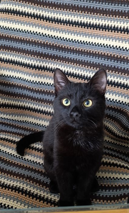 Два котика братика ищут дом.