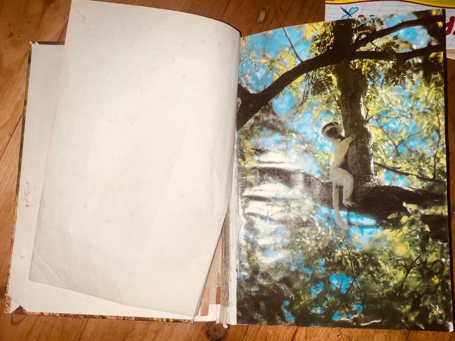 Уильям Х. Амос Живой мир островов