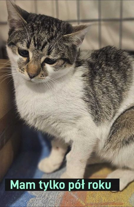 Karmelka – maleńka dusza błaga o dom i ludzkie ramiona