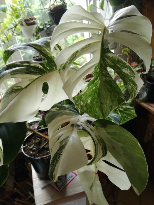 Monstera Alba Variegata biaa NOWA ! jedwab Philodendron filodendron Matak   OLX.pl