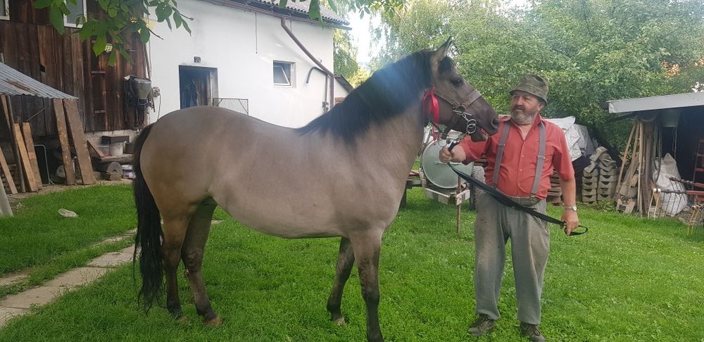 Konik Polski klacz