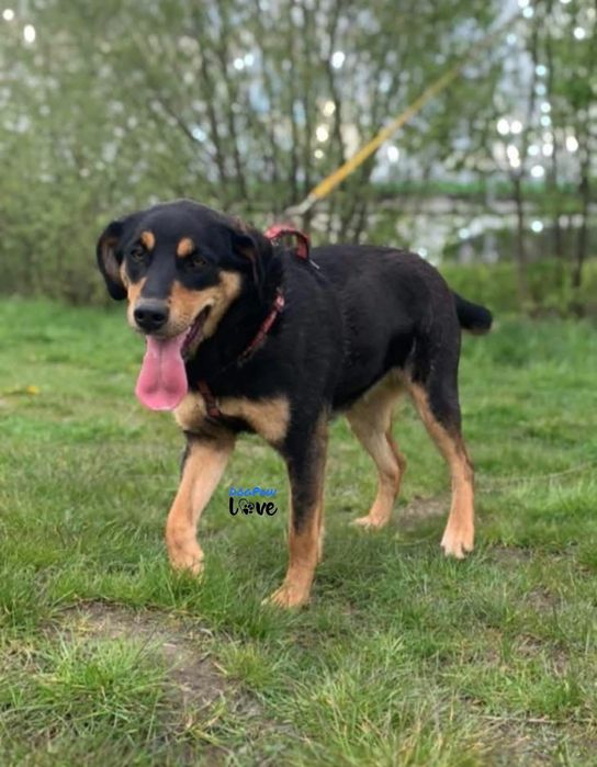 Nelka - energiczna sunia szuka domu!