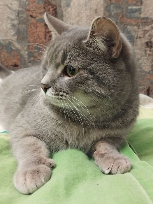 Віддам в добрі руки молоденьку стерилізовану кицю