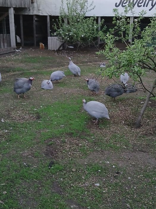 Цесарки. Цесарята.