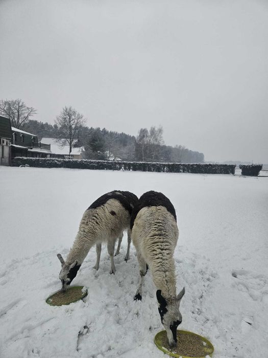 Sprzedam dwie lamy samce