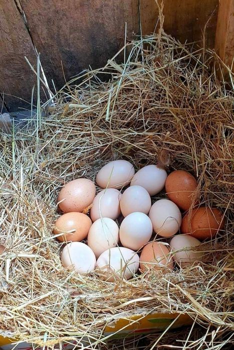 Інкубаційні яйця Брама