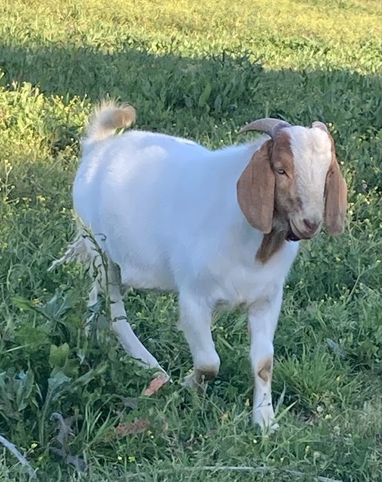 Chibo Boer puro com 13 meses