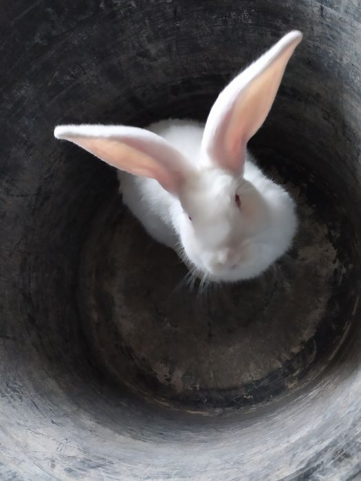 Кролики, крольчата на продажу