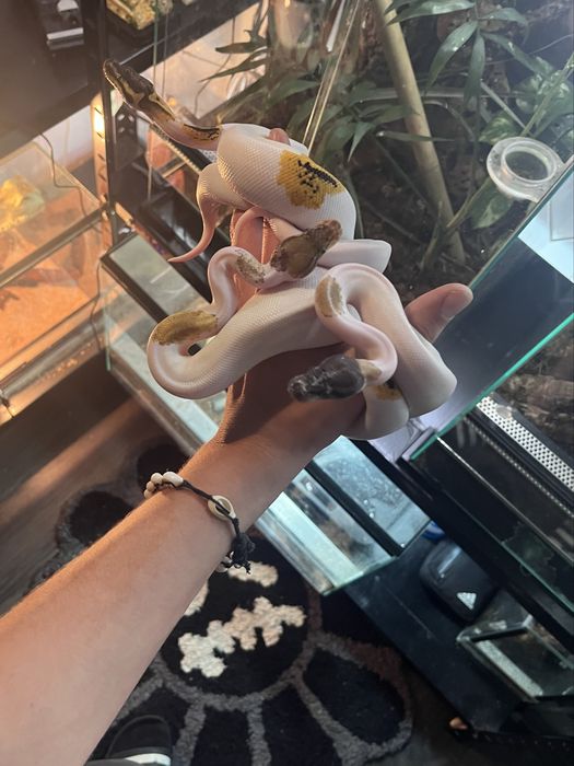 Białe węże nie zbozowe