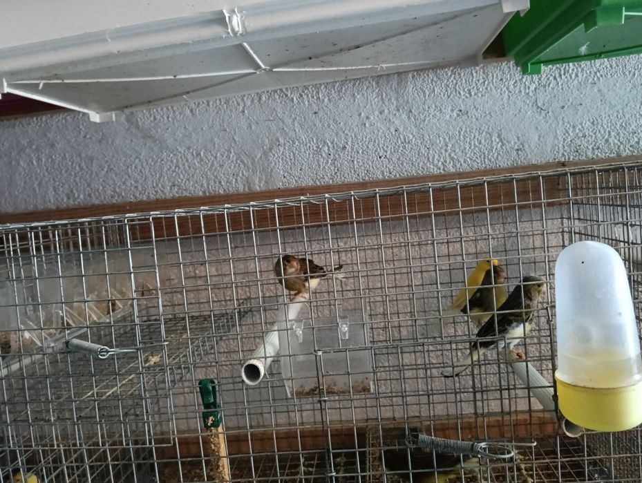 Canários 2024 fêmeas alecrins