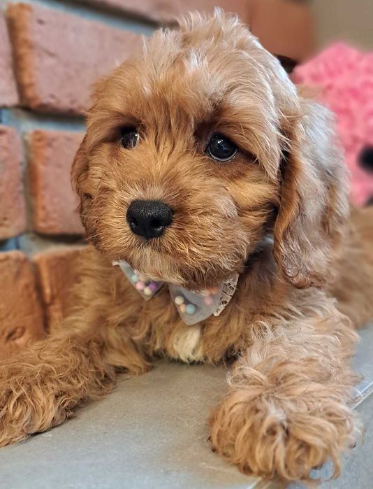 Chłopczyk  cavapoo do odbioru