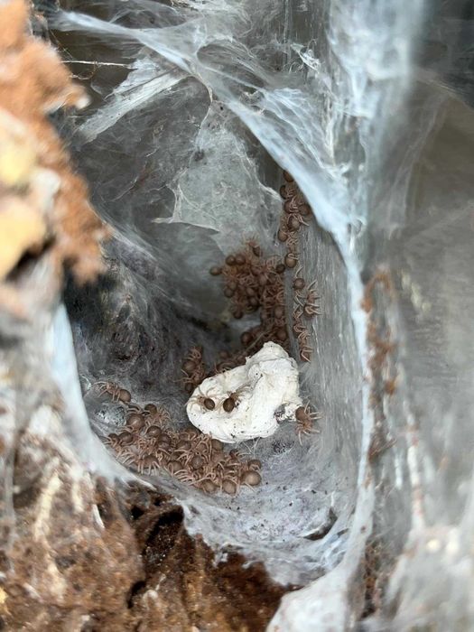 Psalmopoeus victori L1