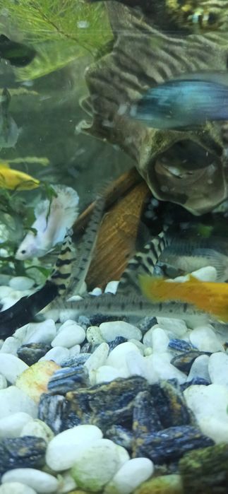 Боція мраморна продаю