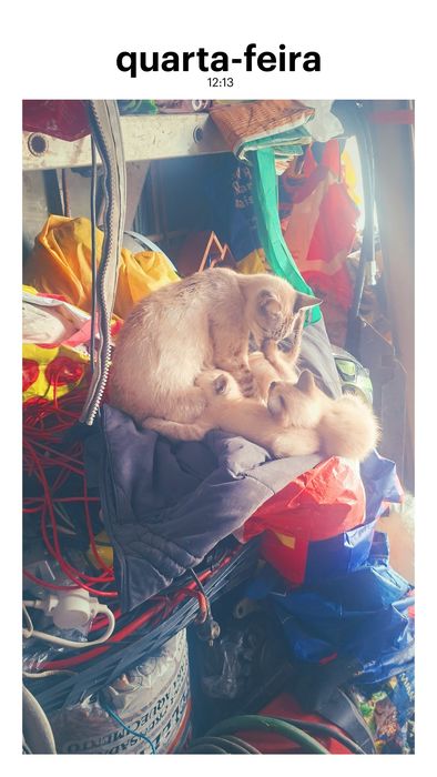 Ofereco gatinhos ciameses  igem por telefone