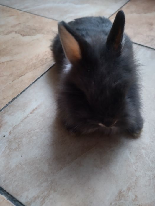 Młode miniaturki Teddy rex minilop