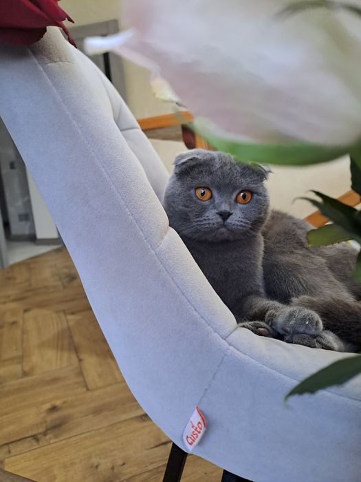 Шотландські кошенята