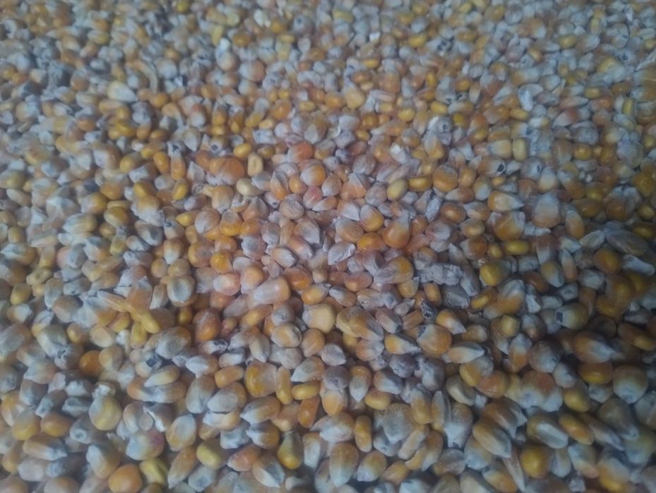 Kukurydza sucha  sprzedam