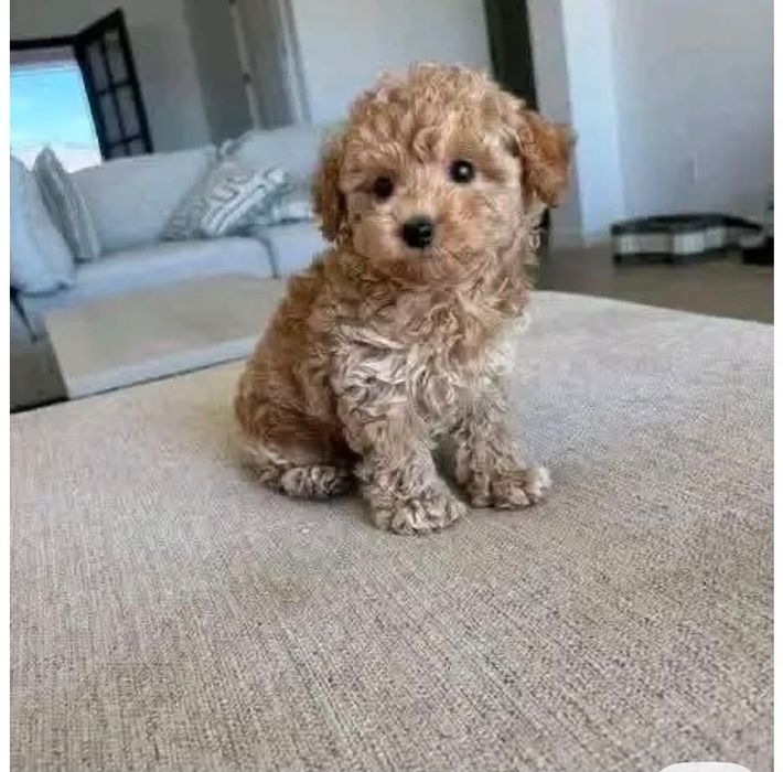 Caniche femea toy