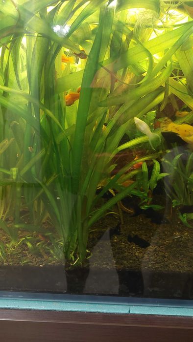Trawy akwariowe.