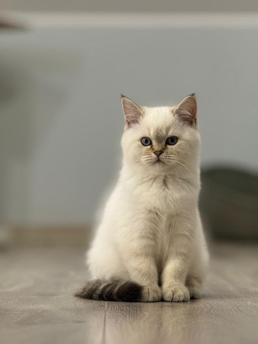 Kot brytyjski kotka brytyjska point do odbioru