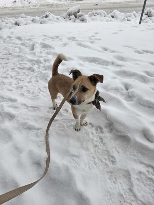 BORYS - Schronisko dla Zwierząt w Ostródzie