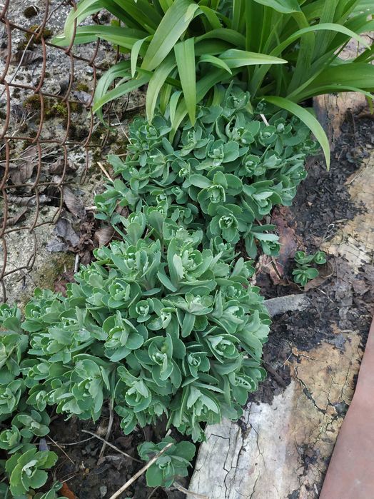 Квіти Седум (Очиток) кущ Бересклет