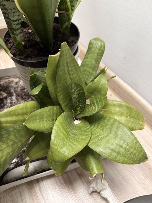 Kwiaty domowe Difenbachia, reo meksykańska, Sansewieria, Maranta