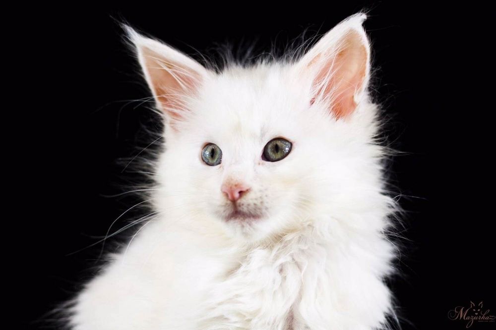 Кошенята Мейн-кун