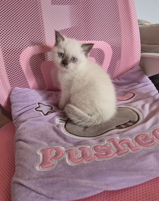 Kocurek brytyjski point czekolada