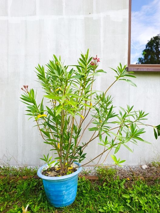 Oleander różowy 110cm
