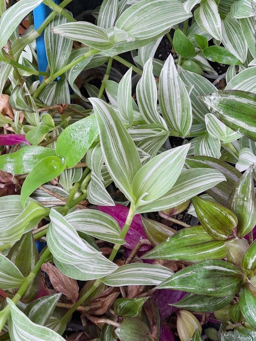 Традесканція молоді рослини