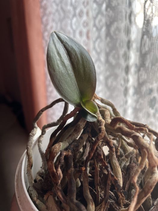 Дітки фаленопсисів, пеньок, орхідея.