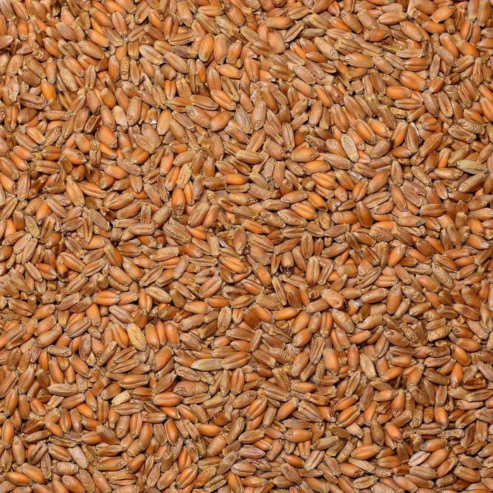 Пшениця урожай 2025 року від 100 кг. (маю 30 тон, можу по документах)