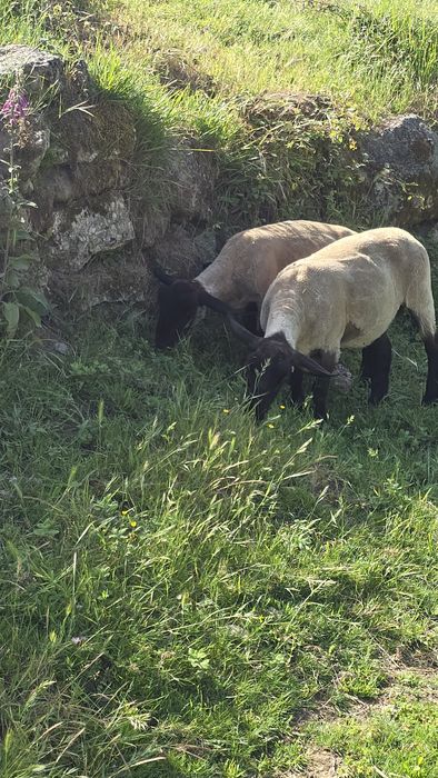 Ovelhas suffolk puras