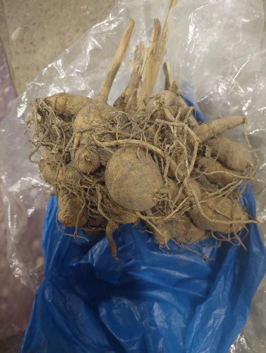 Георгины клубни.